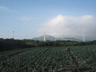 風車と畑